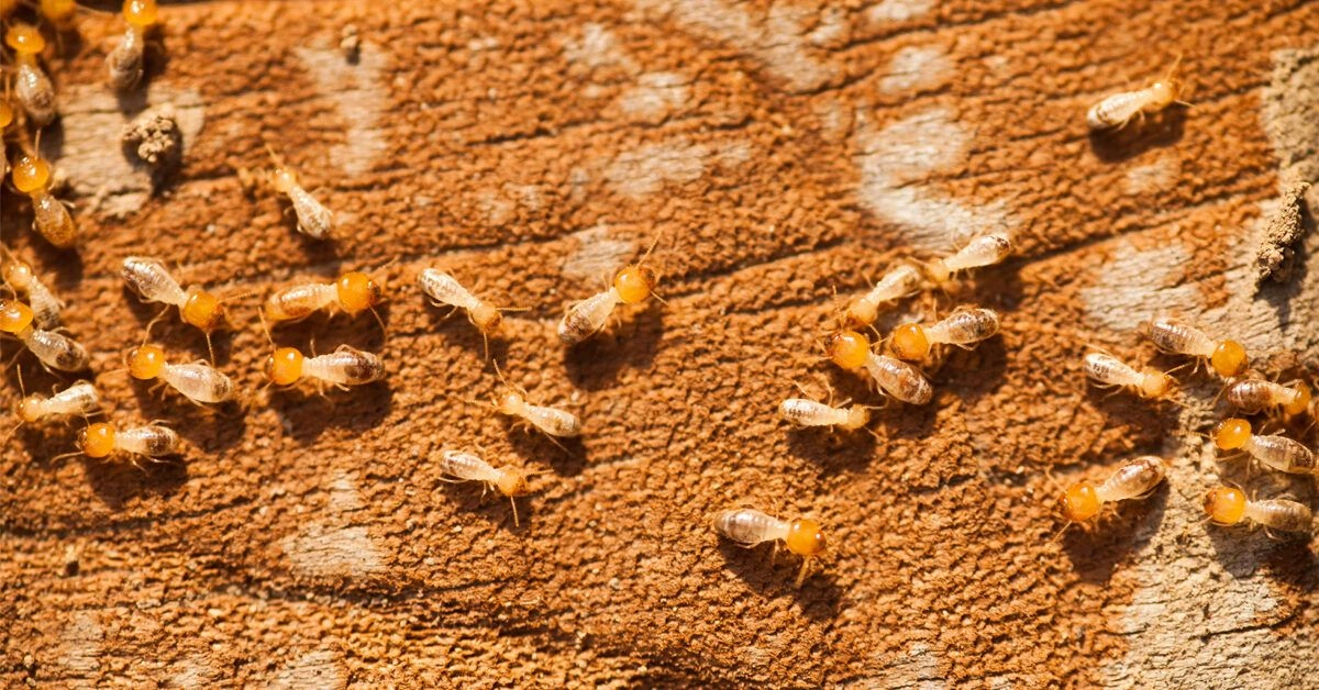 Can Termites Bite You?