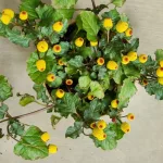 What You Need to Know About the Medicinal Benefits of the Toothache Plant What You Need to Know About the Medicinal Benefits of the Toothache Plant