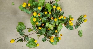 What You Need to Know About the Medicinal Benefits of the Toothache Plant What You Need to Know About the Medicinal Benefits of the Toothache Plant