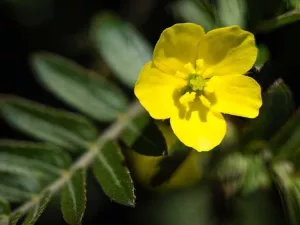 Tribulus Terrestris Benefits and Evidence
