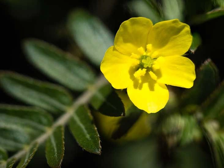 Does Tribulus Terrestris Really Work? An Evidence-Based Look