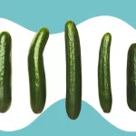 There Are 20 Different Penis Types — and They’re All Important