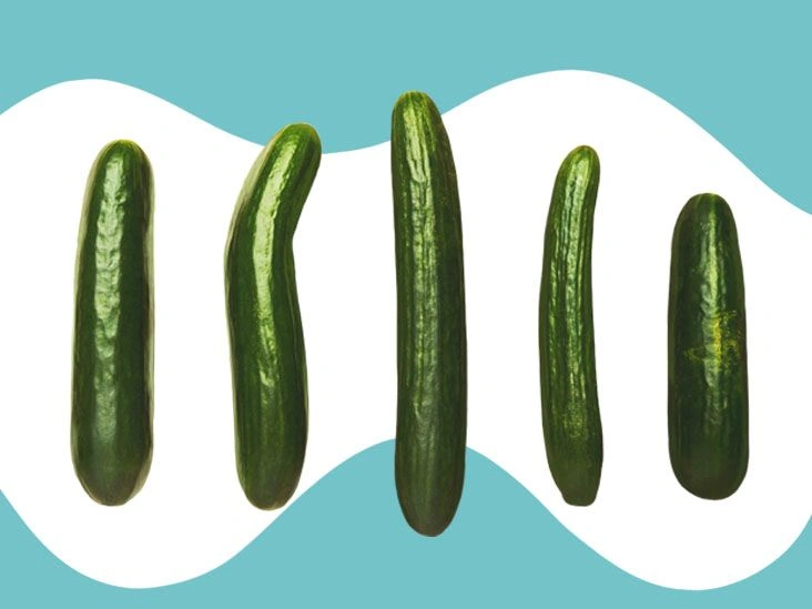 There Are 20 Different Penis Types — and They’re All Important