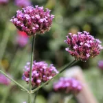Vervain Verbena Benefits & Uses