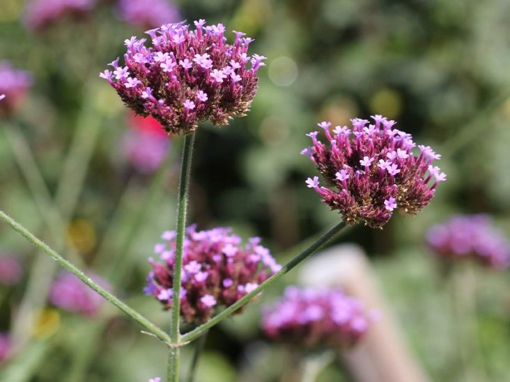 What Is Vervain? All You Need to Know