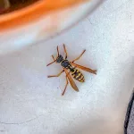 What to Do for a Wasp Sting What to Do for a Wasp Sting