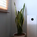 How Does an Air Ionizer Work? How Does an Air Ionizer Work?