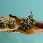 What Is A Blunt: Blunts vs Spliffs & Joints