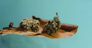 Smoking Cannabis: How Do Blunts, Spliffs, and Joints Compare? Smoking Cannabis: How Do Blunts, Spliffs, and Joints Compare?