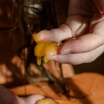 What Is a Honey Pack and Is It Dangerous? What Is a Honey Pack and Is It Dangerous?