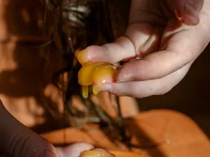 What Is a Honey Pack and Is It Dangerous?