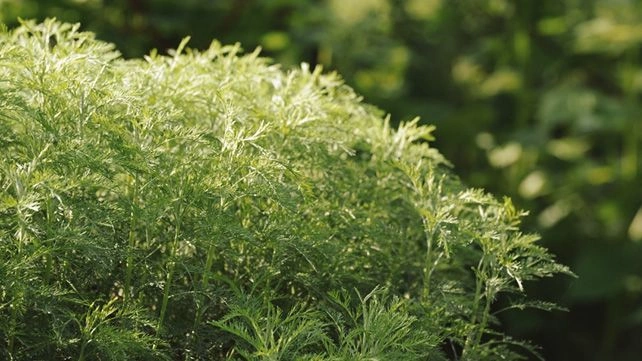What Is Sweet Annie and What Are the Benefits?