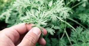 What Is Wormwood, and How Is It Used?