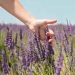 The Many Benefits of Lavender for Mood, Sleep, Hair, and Skin