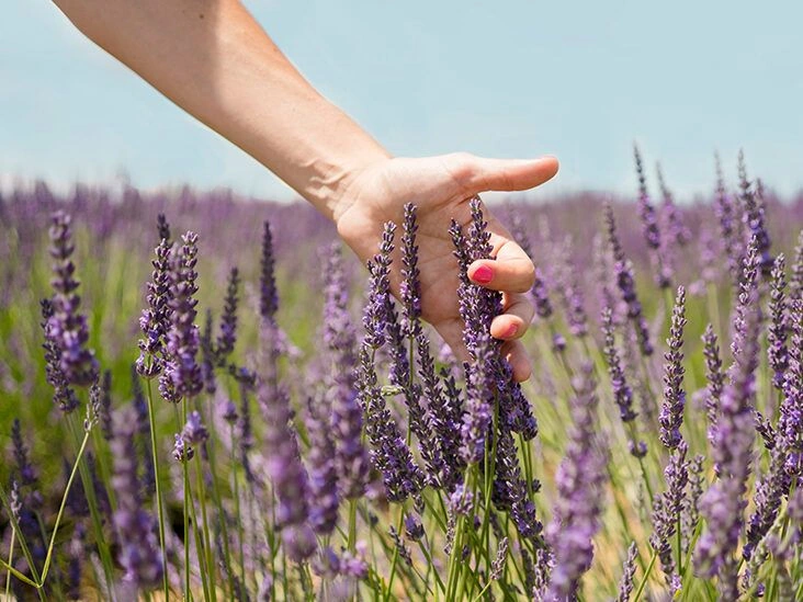 The Many Benefits of Lavender for Mood, Sleep, Hair, and Skin