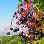 10 Tasty Wild Berries to Try (and 8 Poisonous Ones to Avoid)