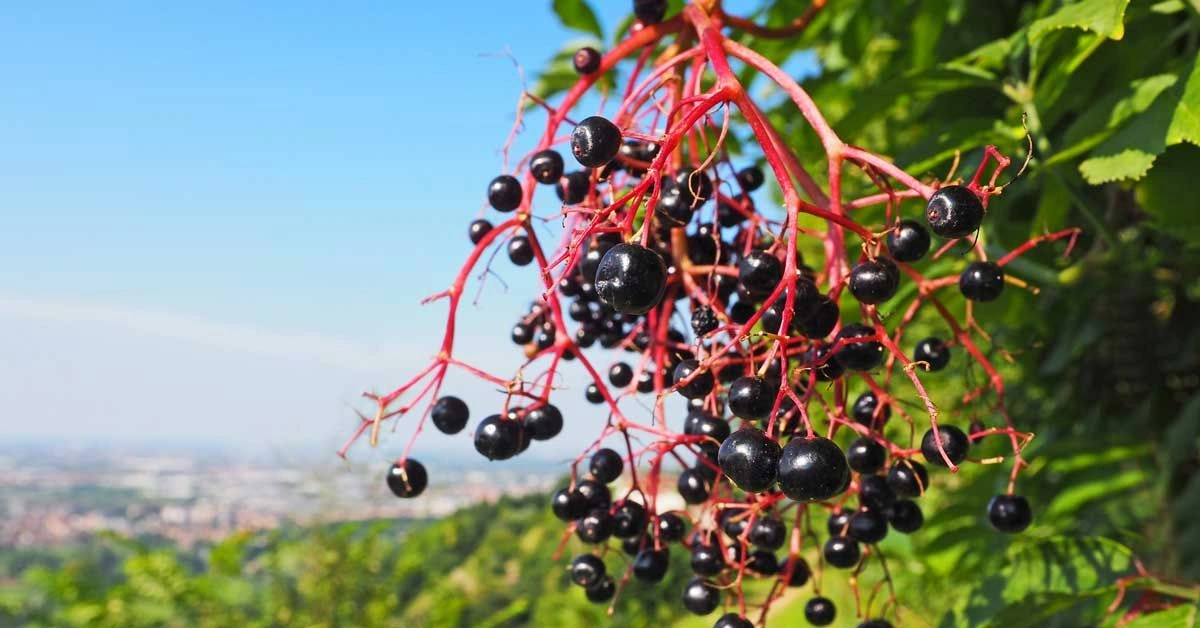 10 Tasty Wild Berries to Try (and 8 Poisonous Ones to Avoid)