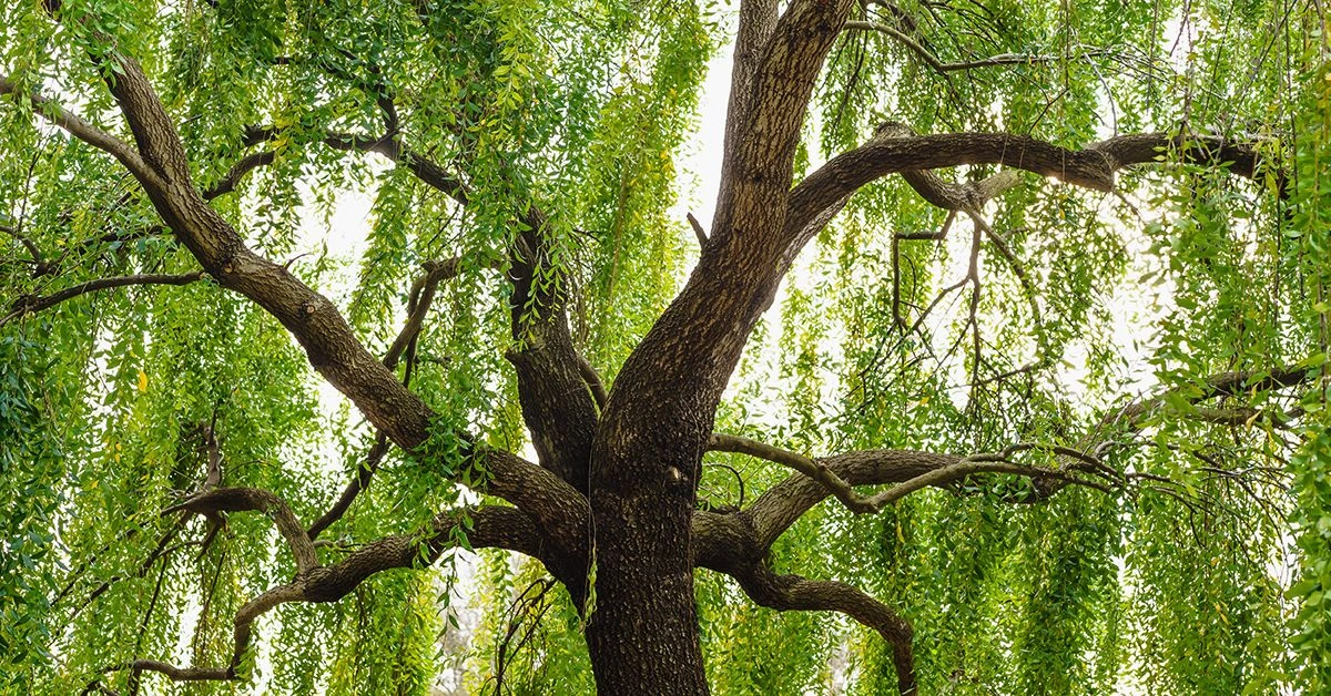 Is Willow Bark Nature’s Aspirin?