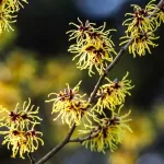 8 Benefits and Uses of Witch Hazel 8 Benefits and Uses of Witch Hazel