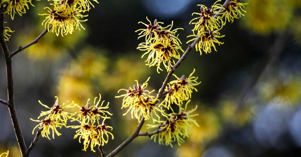 8 Benefits and Uses of Witch Hazel