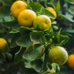 Diosmin: Benefits, Dosage, Side Effects, and More