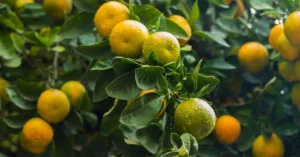 Diosmin: Benefits, Dosage, Side Effects, and More