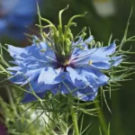 What Is Black Seed Oil? All You Need to Know