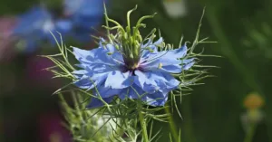 Black Seed Oil & Kidney Safety: Side Effects & Risks