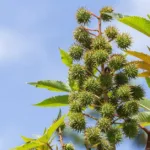 4 Benefits and Uses of Castor Oil