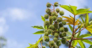 4 Benefits and Uses of Castor Oil