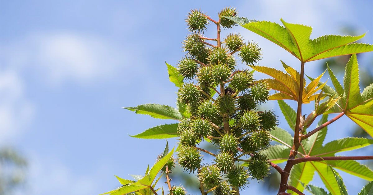 4 Benefits and Uses of Castor Oil
