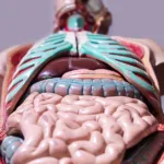 Everything You Need to Know About Diverticulitis