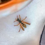 What to Do for a Wasp Sting