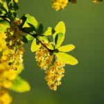 Berberine – A Powerful Supplement With Many Benefits