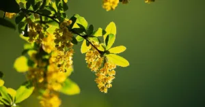 Berberine for Weight Loss: Timeline & Benefits
