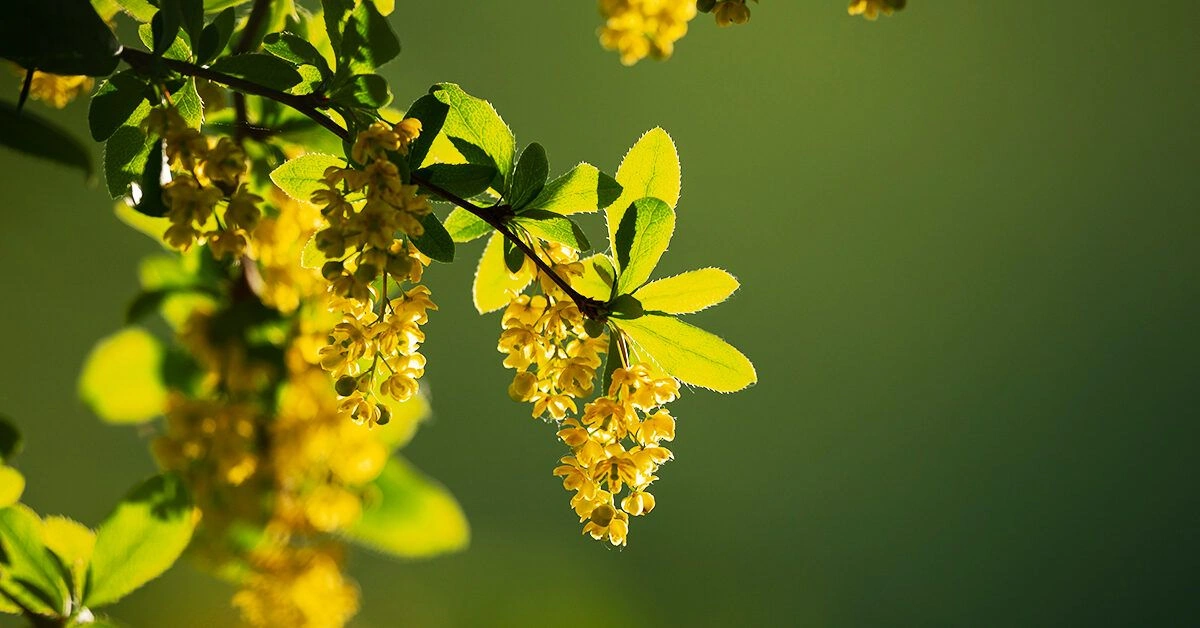 Berberine – A Powerful Supplement With Many Benefits