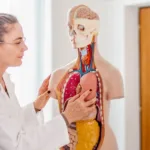 Organs on the Left Side of the Body