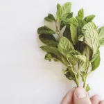 Can You Use Essential Oils for Bug Bites?