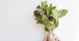 Can You Use Essential Oils for Bug Bites?