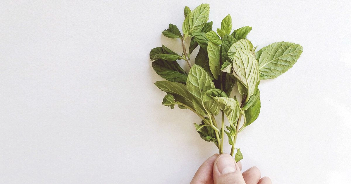 Can You Use Essential Oils for Bug Bites?