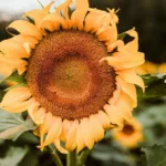 Are Sunflower Seeds Good for Weight Loss?