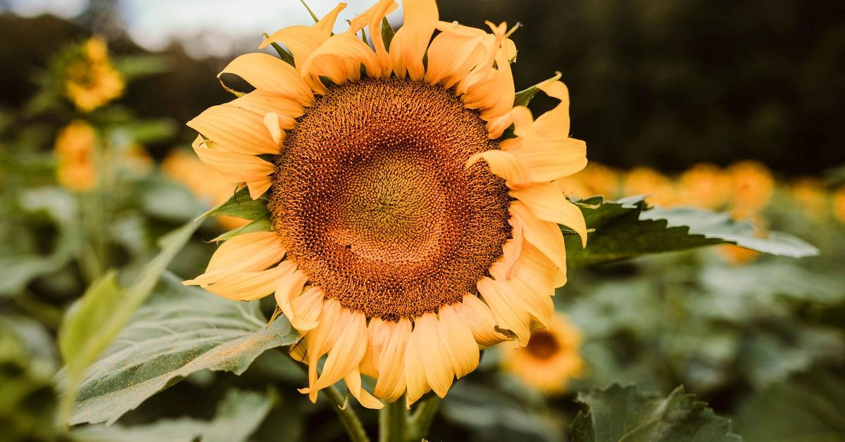 Are Sunflower Seeds Good for Weight Loss?