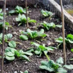 15 Healthy Foods High in B Vitamins