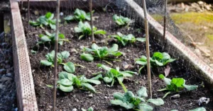 15 Healthy Foods High in B Vitamins