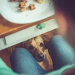 Can My Dog Eat This? A List of Human Foods Dogs Can and Can’t Eat
