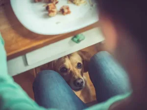 Can My Dog Eat This? A List of Human Foods Dogs Can and Can’t Eat