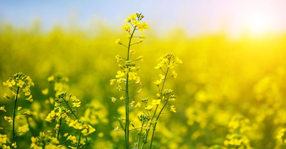 Should You Use Rapeseed Oil? Everything You Need to Know